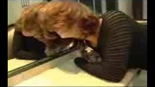 мастурбация жопа ебля дӓ