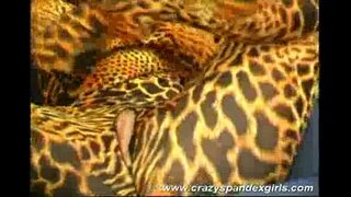 Loko spandex mucha bula parto